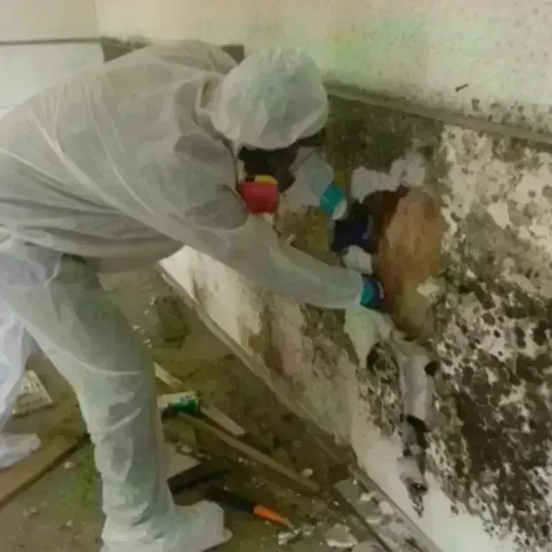 Mold Remediation and Removal in Cherryvale, KS